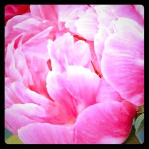 Meet your Posher, Erin